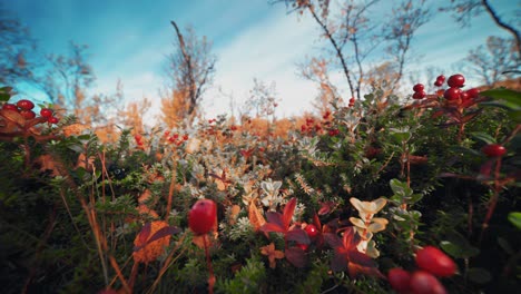 Primer-Plano-A-Nivel-Del-Suelo-De-Los-Brillantes-Arbustos-De-Otoño-En-La-Tundra-De-Otoño