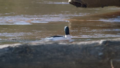 Gewöhnliches-Sägermännchen,-Das-Im-Fluss-Schwimmt-Und-Taucht