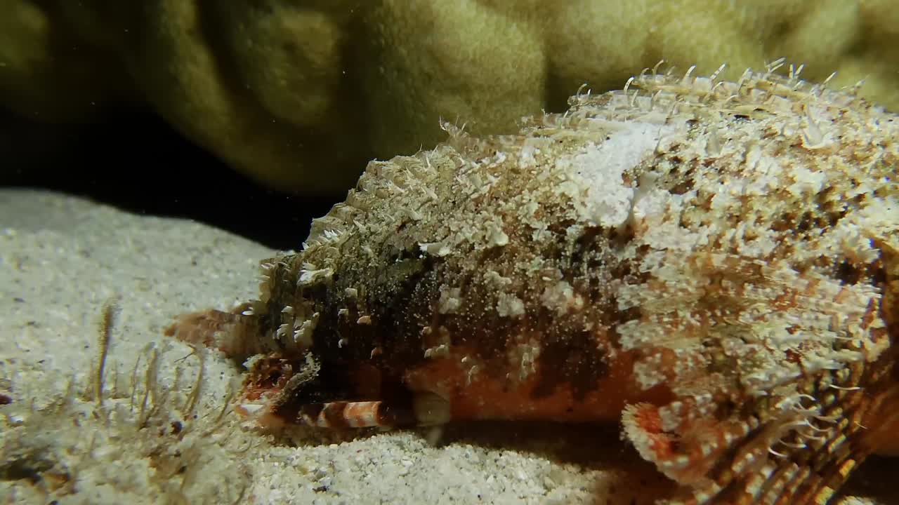 Scorpion fish walking over coral close close up shot