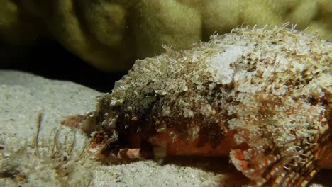 scorpion fish walking over coral close close up shot