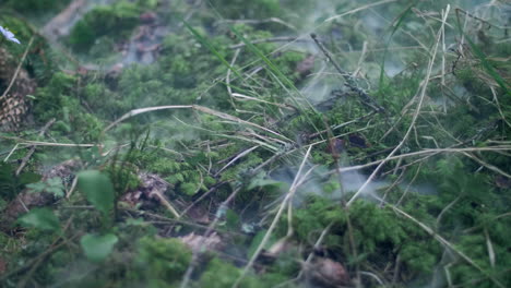 smoke creeping over moss among dry twigs and cones. mist over green sphagnum