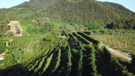 viñedos con casas rurales en italia durante un día soleado de verano