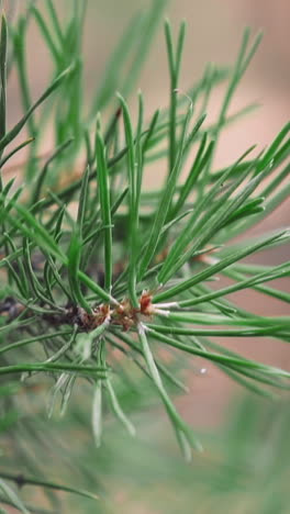 pine branch with needles waving in blowing wind on blurred background in park closeup slow motion. delicate coniferous plant in wild ecosystem