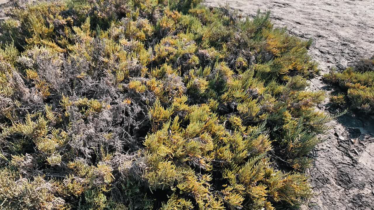 The stunning Al Zorah Mangrove in Ajman, UAE, a hidden gem of lush greenery and tranquil waters.
