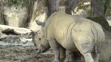 Breitmaulnashorn-Nashorn-Entspannen-Im-Zoo-Wildlife-Sanctuary