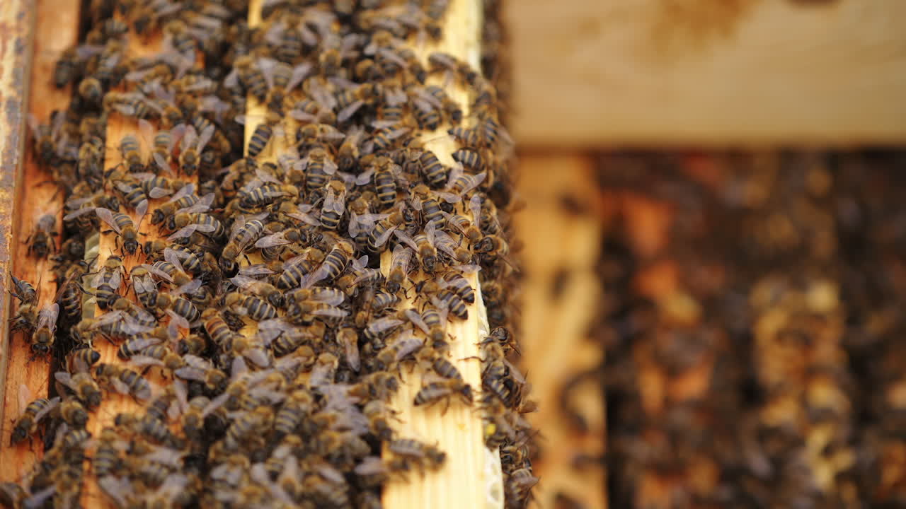Hardworking bees on honeycomb in apiary
