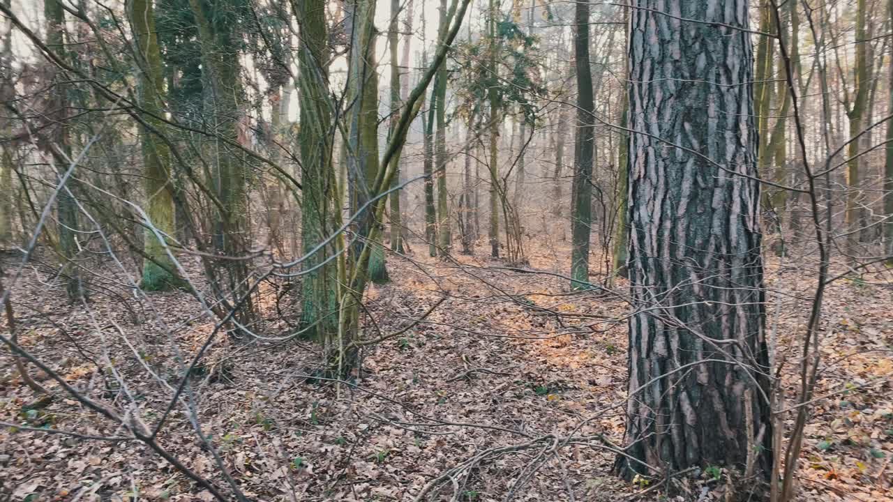 un close-up de un árbol como pantallas de la cámara a la izquierda para mostrar un bosque durante el otoño