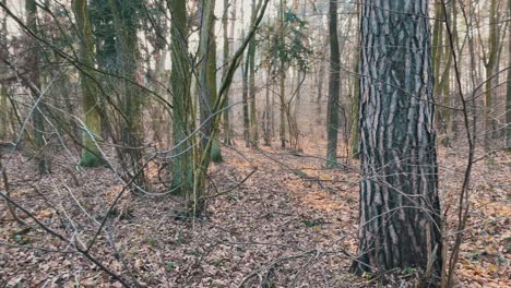 Un-Primer-Plano-De-Un-árbol-Mientras-La-Cámara-Se-Desplaza-Para-Mostrar-Un-Bosque-Durante-El-Otoño