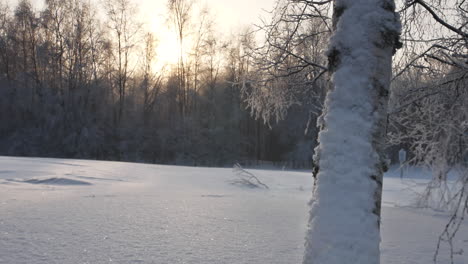 落在雪地中的雪花