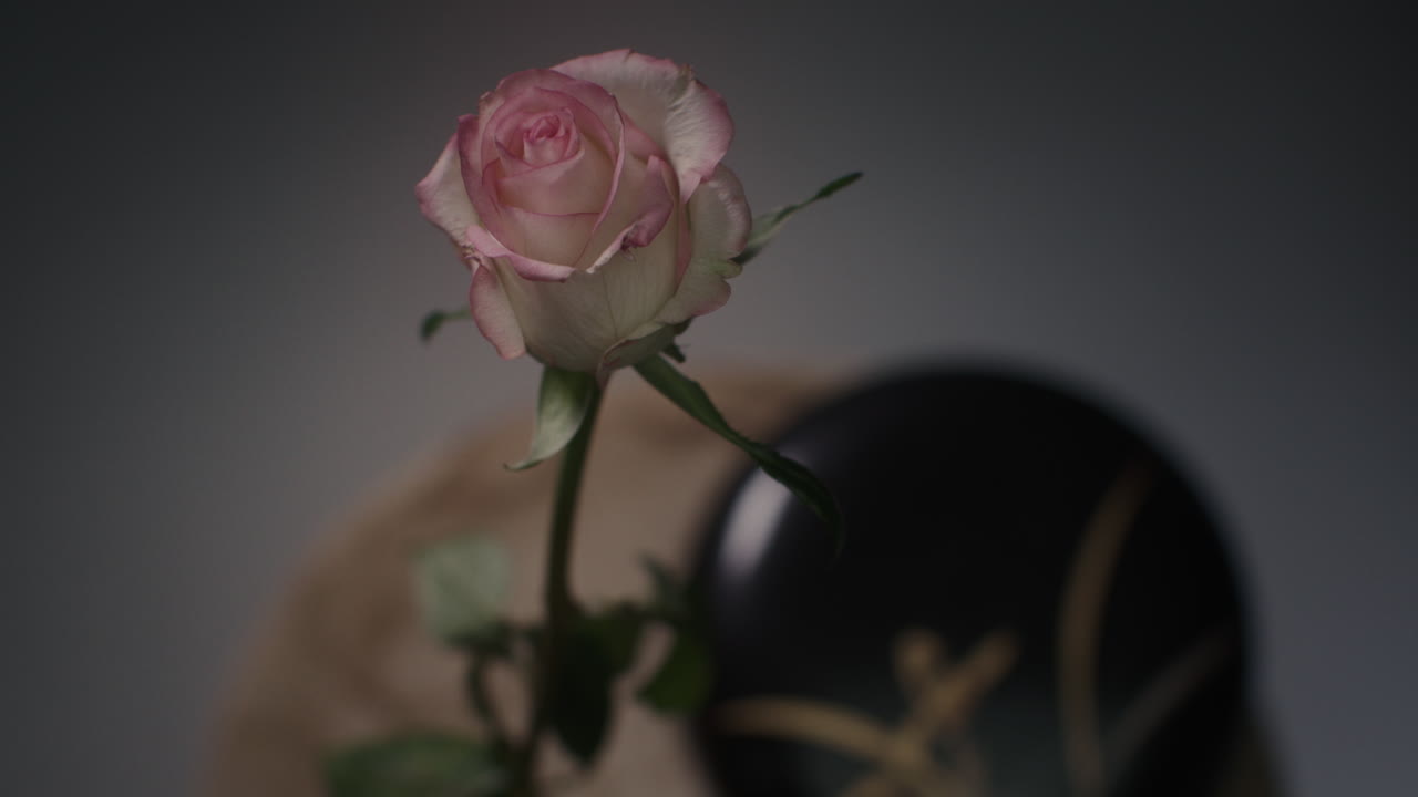 A single rose withers in a vase timelapse