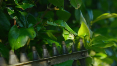 Man-shaping-lush-hedge-with-electric-trimmers-in-sunny-garden