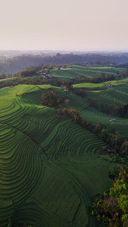 elimbing rice terrace in bali reveals rich emerald fields at sunrise in this vertical aerial video. morning light and natural textures create a peaceful and authentic countryside view.