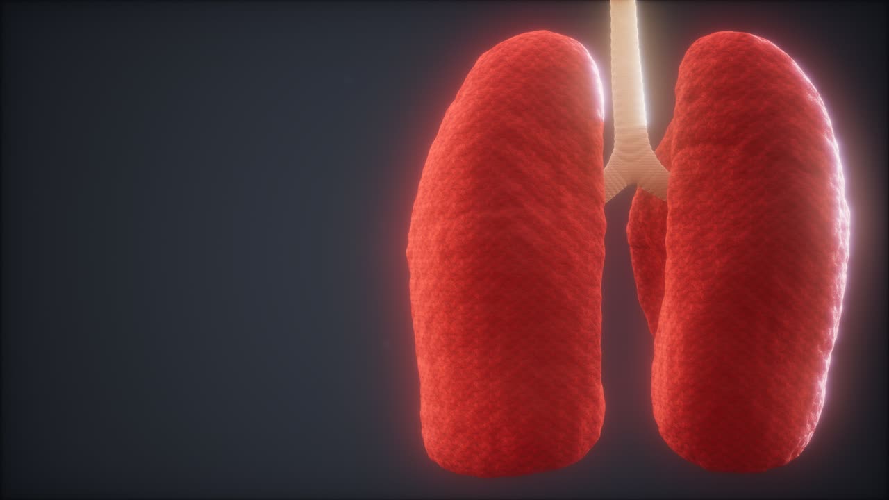 animación médicamente precisa del pulmón humano en bucle 3d