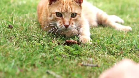 nahaufnahme des kopfes einer orangefarbenen katze, die im gras liegt und einen holzstab fokussiert, der von einer menschlichen hand geschwenkt wird