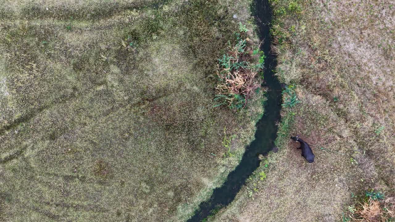 Aerial view of a lone buffalo grazing near a narrow stream in a dry, grassy field. The scene captures rural simplicity, natural textures, and the peaceful rhythm of countryside life