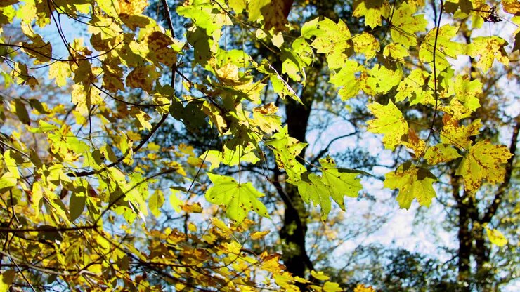 Keltaiset vaahteranlehdet syksyn auringonvalossa tuulen hellästi puhaltamina