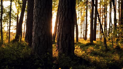 Dark-forest-trail-at-sunset