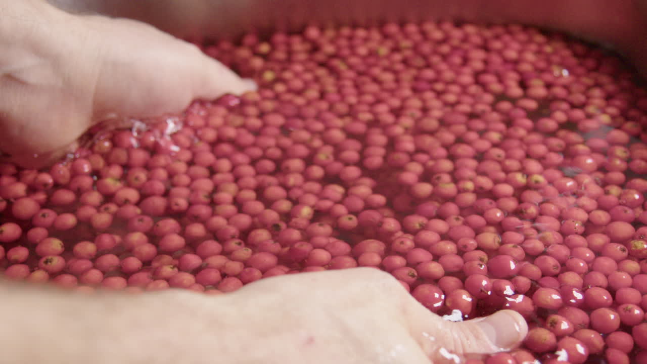 슬로우 모션 ecu, 물에서 씻은 로완베리를 손으로 들어 올립니다.