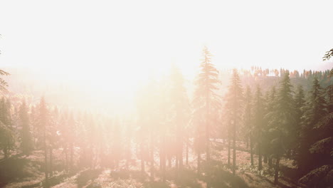 Misty-mountain-forest-landscape-in-the-morning