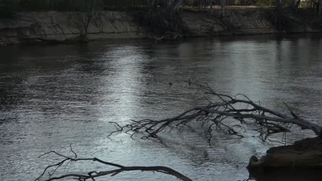 Pájaros-Sentados-En-Una-Rama-Sobre-El-Río-En-Australia