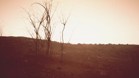 barren desert landscape at sunset