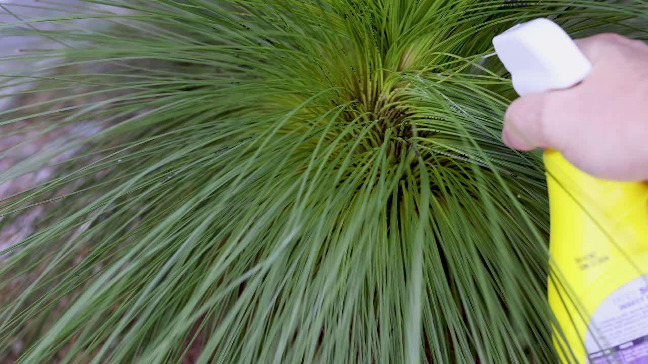 A hand uses a spray bottle to water a vibrant green plant outdoors, under natural lighting