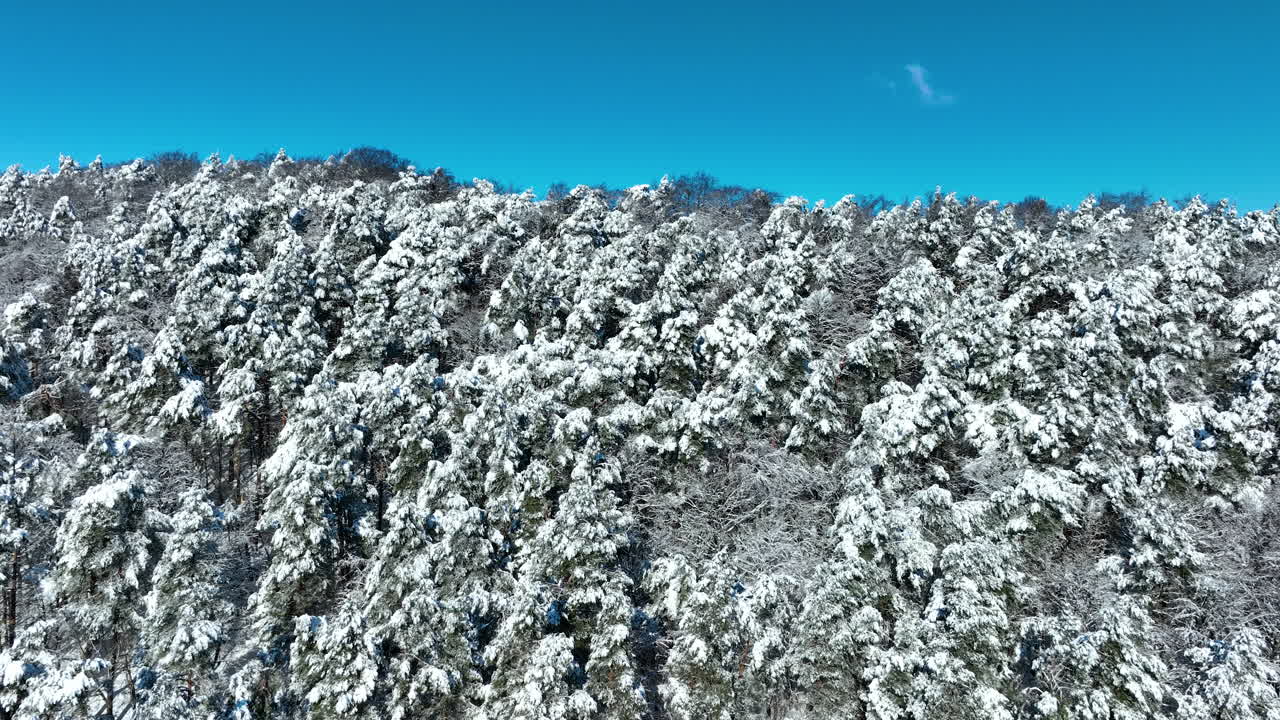 Stunning aerial shot of a dense pine forest covered in fresh white snow under a clear blue sky in Gdansk, Poland. Perfect for winter travel and nature documentaries