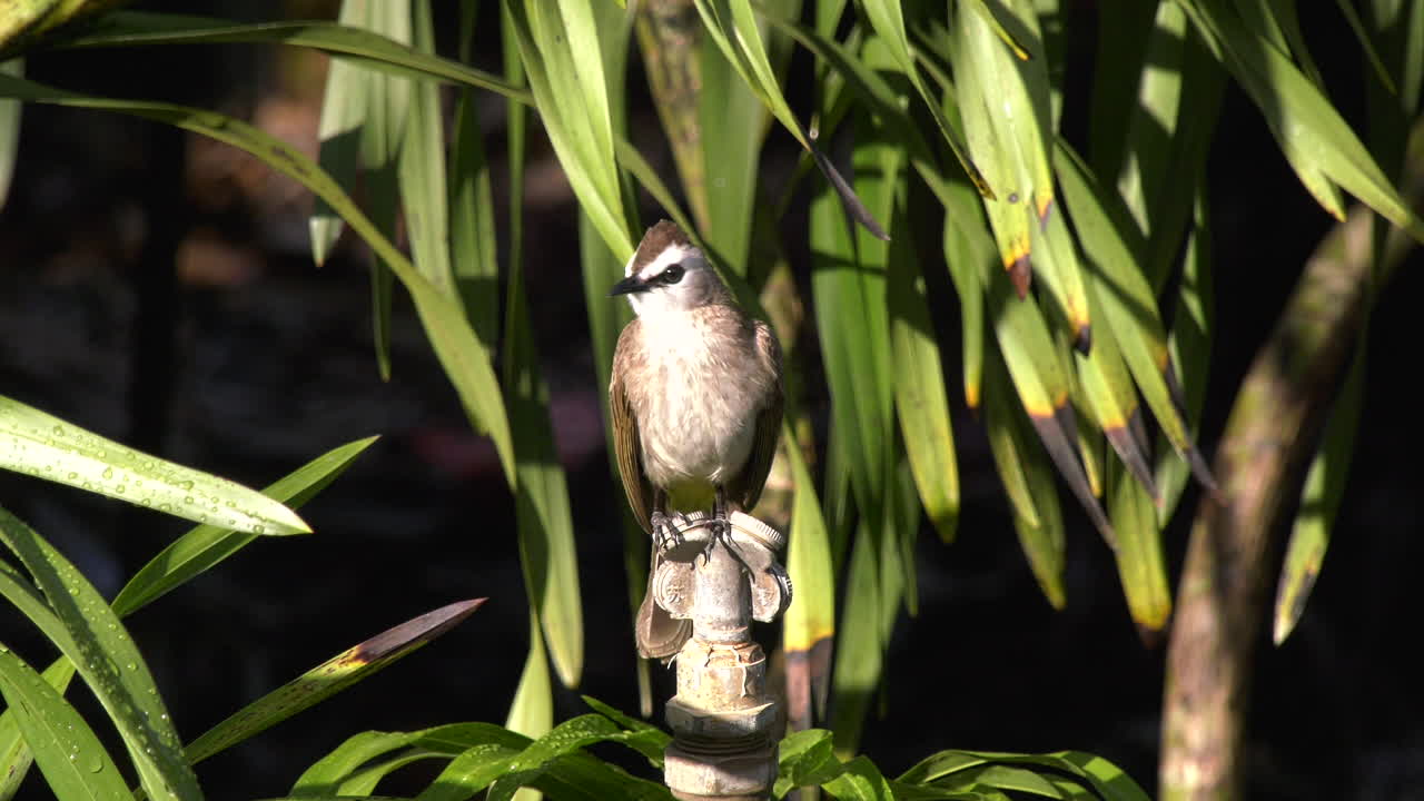 A Yellow-vented Bulbul at the Singapore Botanic Gardens flying away