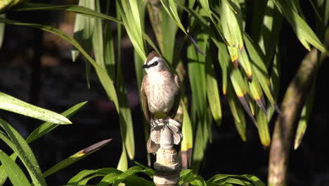 a yellow-vented bulbul at the singapore botanic gardens flying away