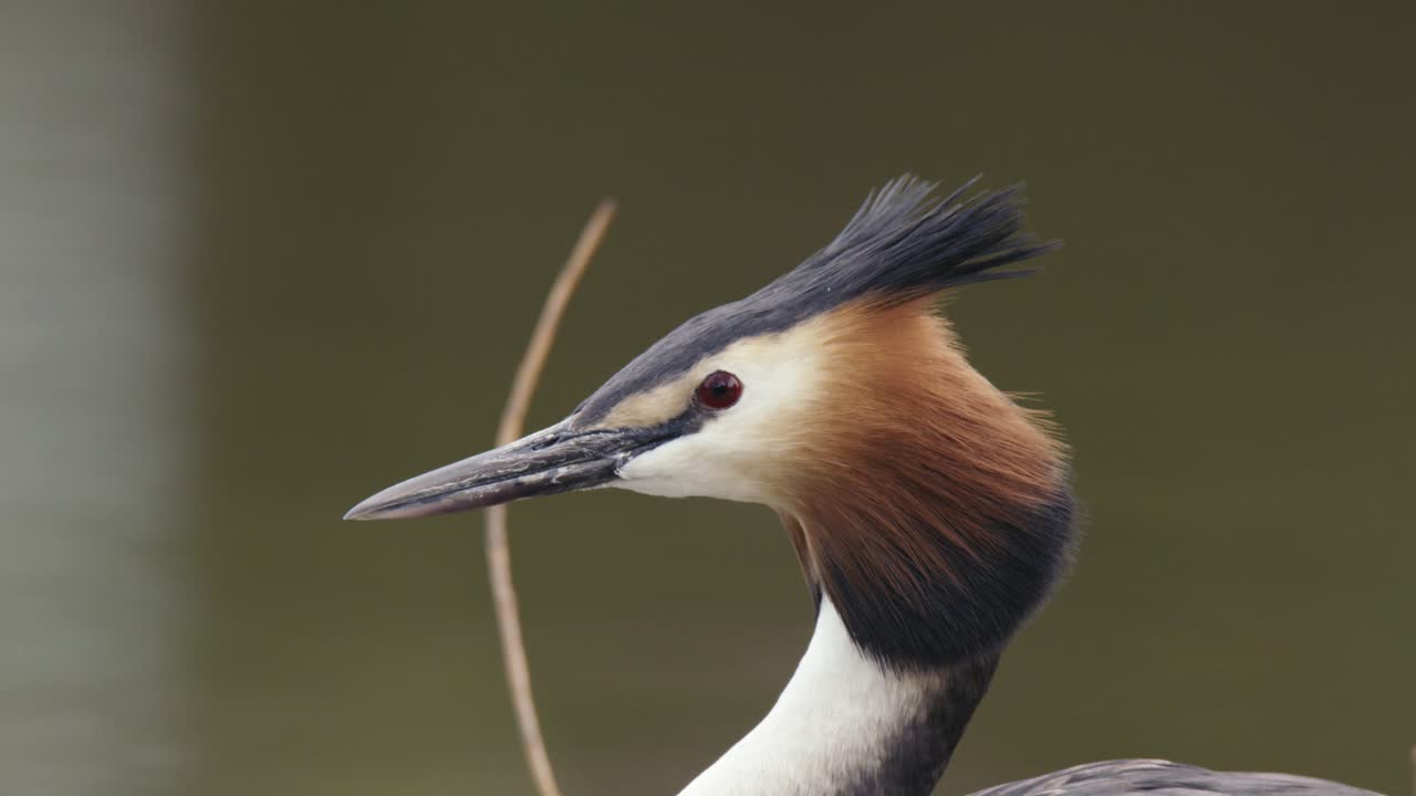 Great Crested Grebe Portrait