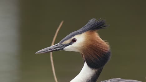 great crested grebe portrait