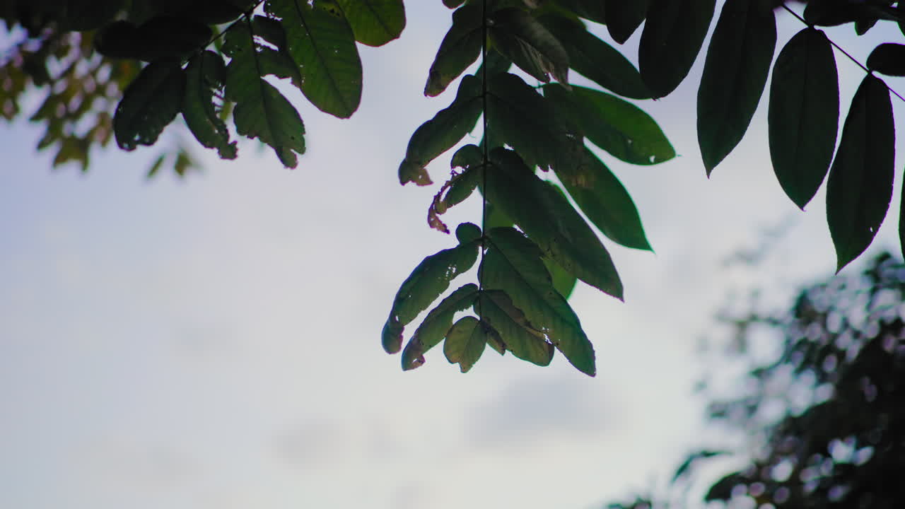 vista ascendente del cielo bajo el dosel de un árbol otoñal, hojas verdes con bordes desgastados que se recortan contra suaves nubes vespertinas, ambiente tranquilo de bosque, composición minimalista, perspectiva apacible de bosque