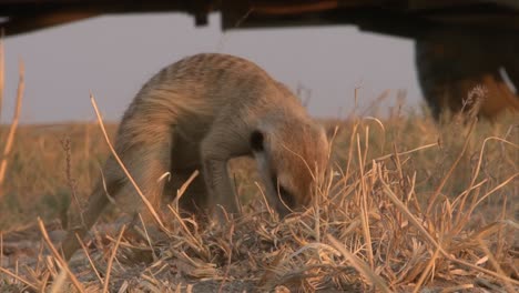 Meerkat-Alimentándose-De-Escorpión-En-Un-Paisaje-Seco,-Neumático-Y-Parte-Inferior-De-Un-Camión-En-El-Fondo,-Toma-De-Primer-Plano