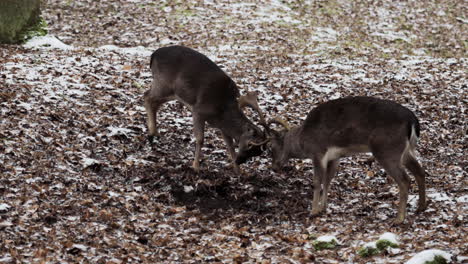 two stags engage in fierce battle of antlers amidst the snow-covered czech forest