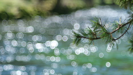 a pine branch in the foreground with a blurry river in the background creating a bokeh effect