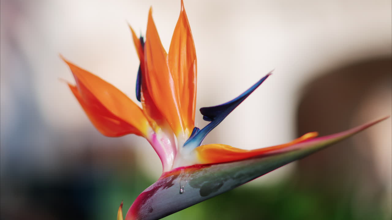 Close up of a Bird of paradise flower with a blurry background