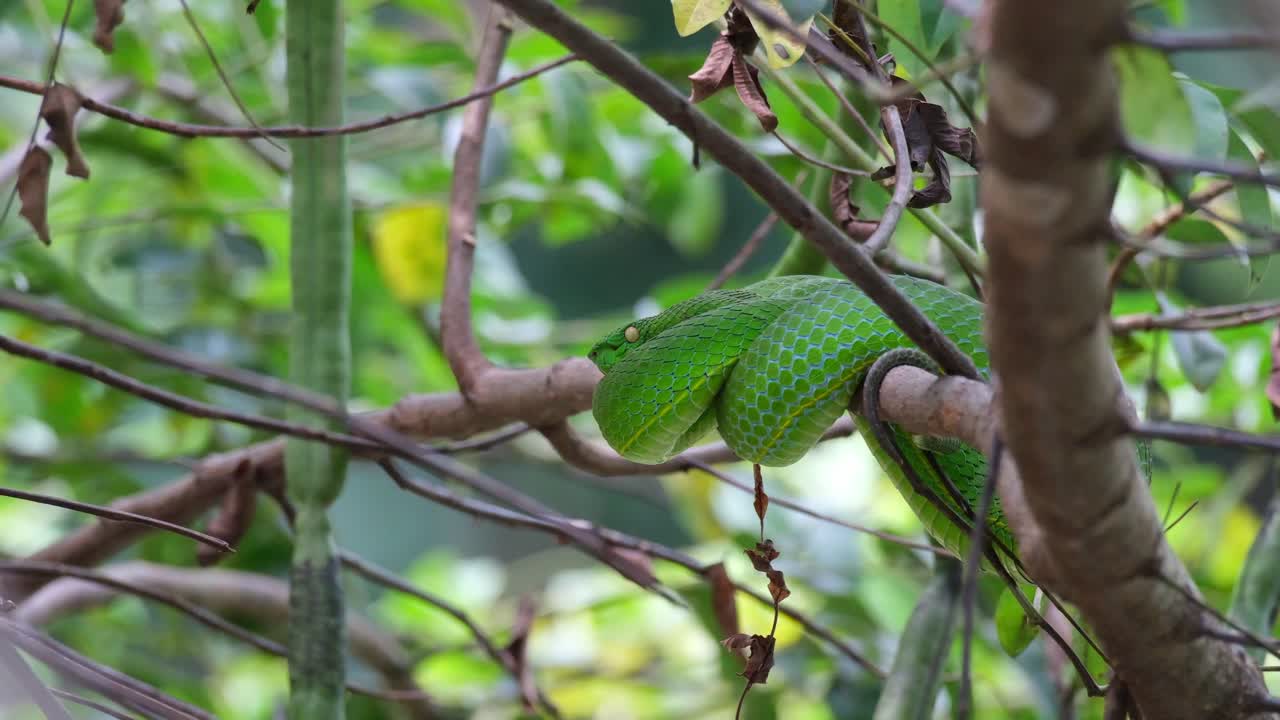 resting on branches breathing and looking towards the left while leaves and branches move with some wind, Vogel&rsquo;s Pit Viper Trimeresurus vogeli, Thailand