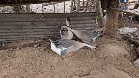 impresionantes imágenes de gansos y cisnes en medio de la serena campiña