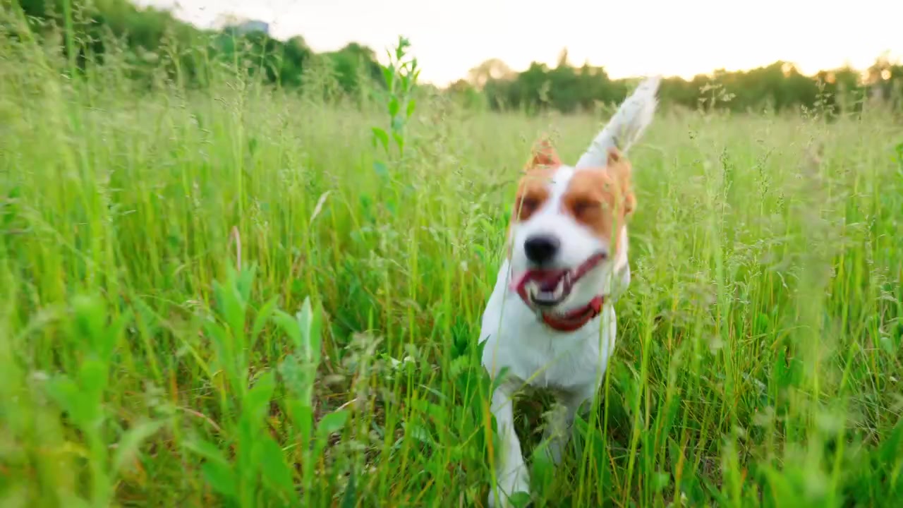 Happy Jack Russell Terrier Running Through Tall Grass in Slow Motion