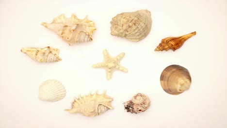 shells and the star in the middle - stop motion animation