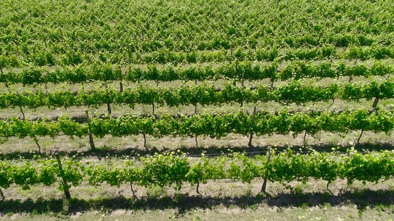 viñedos región vinícola campo de viñedos uvas vid en una plantación vista aérea