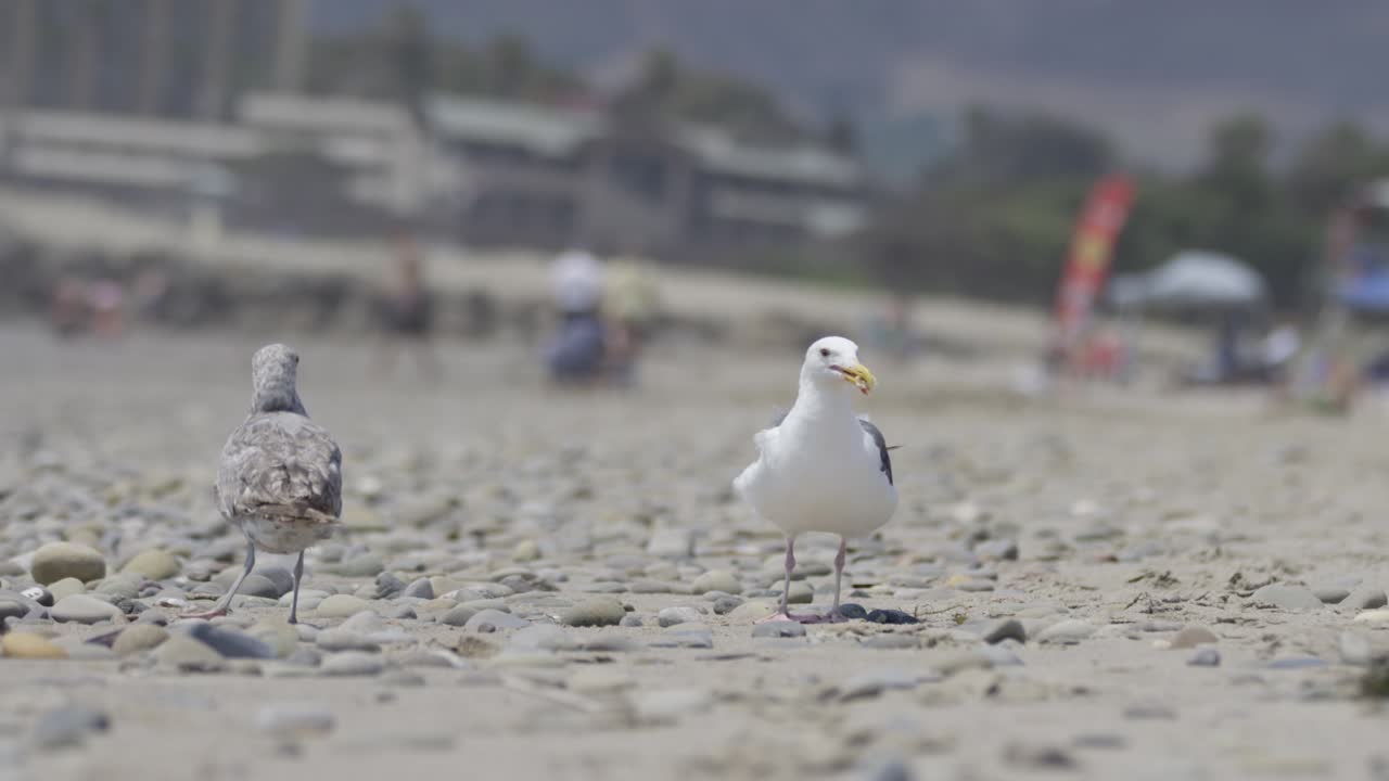 느린 모 4k에서 먹는 갈매기는 다른 새의 음식을 훔칩니다.