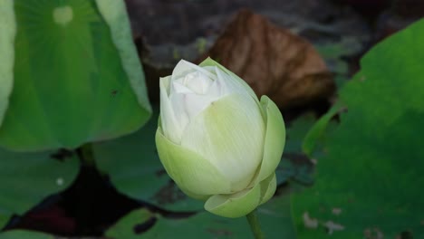 Eine-Lotusblume,-Die-Sich-Gerade-öffnet,-Während-Eine-Biene-Darüber-Fliegt,-Nelumbonaceae