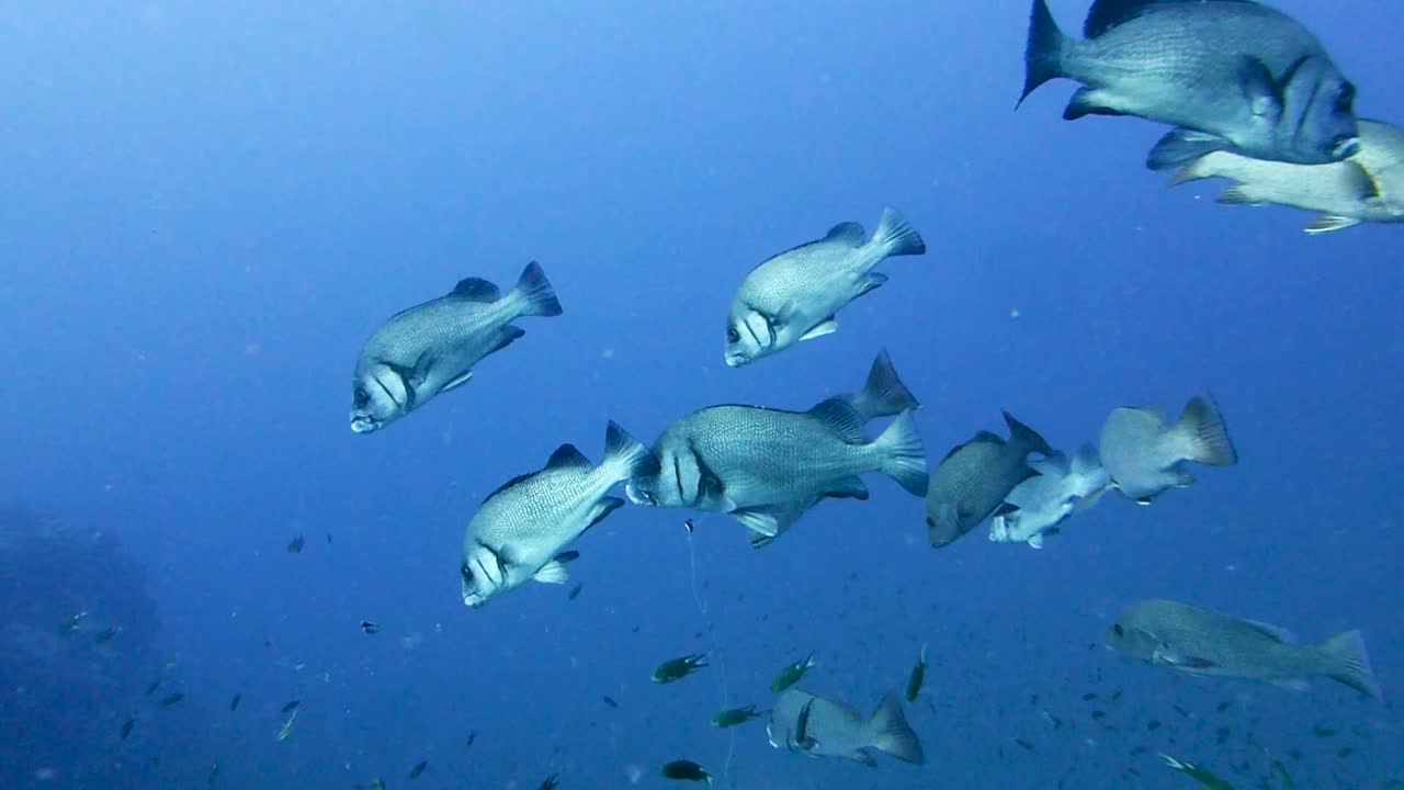 Adult Brown Sweetlips Fish Hover Over Rocks in Open Blue Ocean Water
