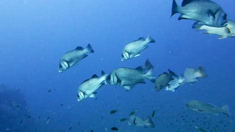 adult brown sweetlips fish hover over rocks in open blue ocean water