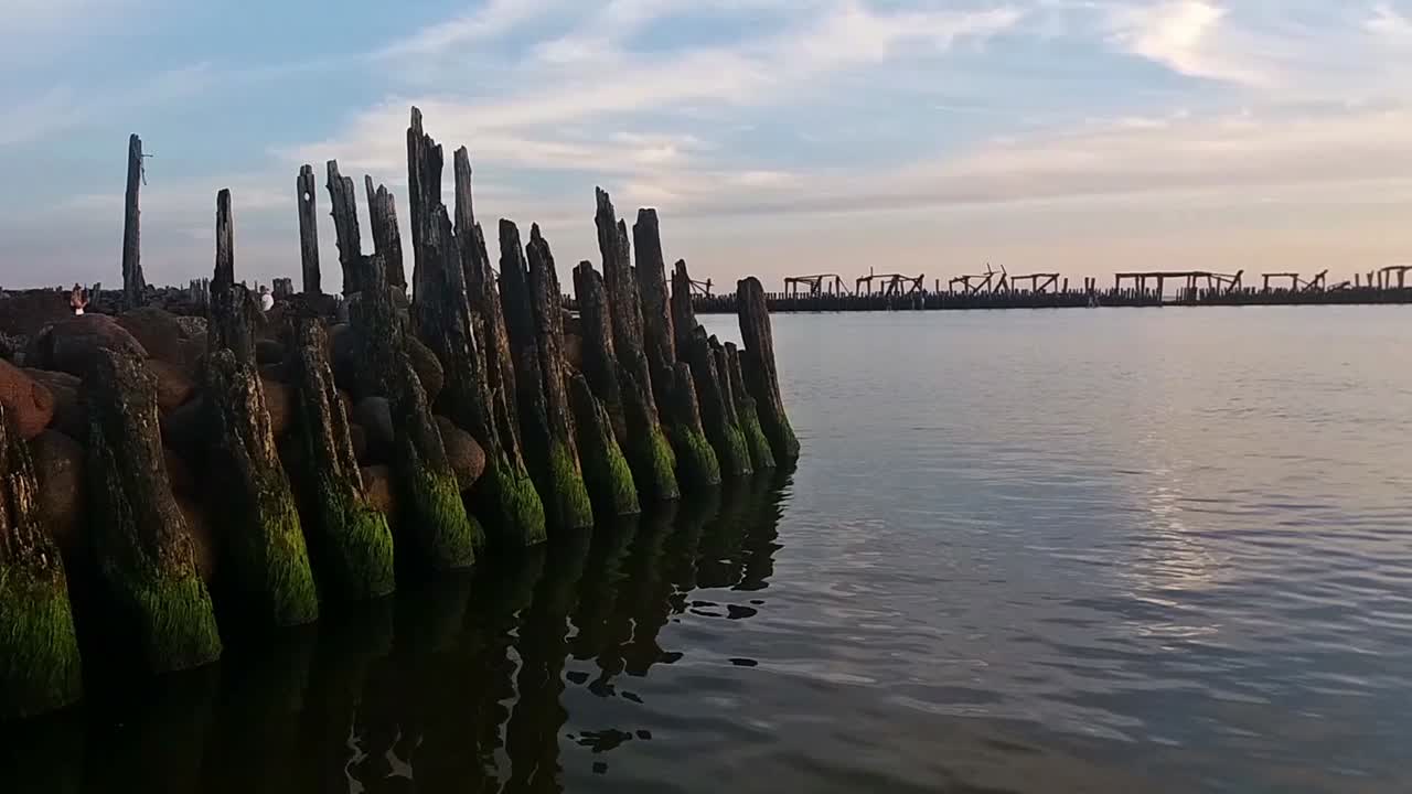 뿌리 나무 부두 그루터기 말뚝에 녹색 성장