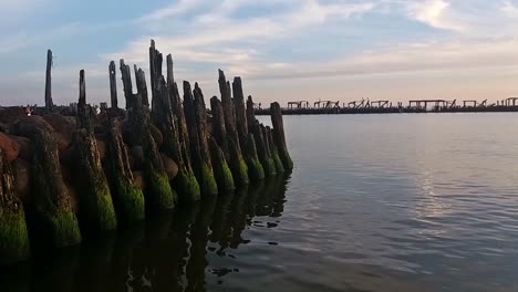 green growth on rooting wooden pier stump piling