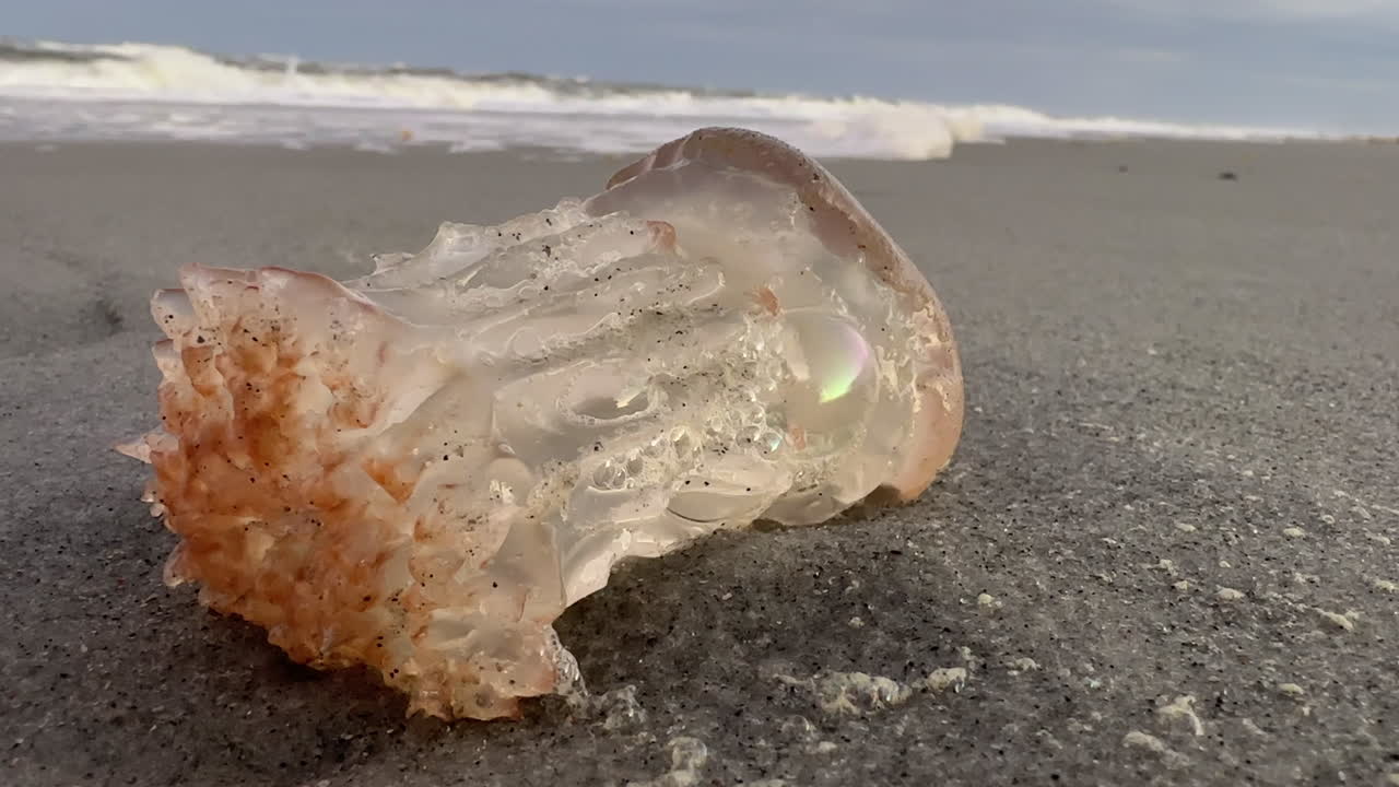 Closeup, dead jellyfish with tentacles missing, waves in background