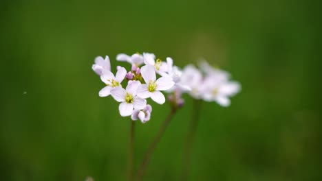 Close-up-of-a-small-plant-with-several-small-white-flowers-with-a-yellow-dot-in-the-middle,-in-a-meadow