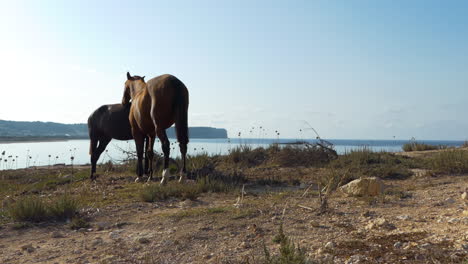 General-shot-of-two-horses-in-the-center-of-the-framing